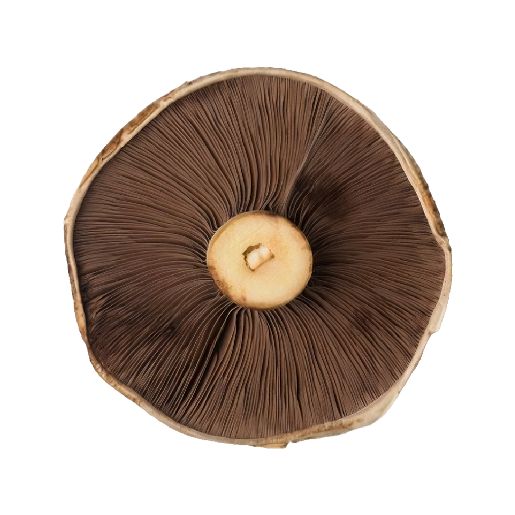 Black Truffle & Ergothioneine – Nature’s Anti-Aging Power Couple