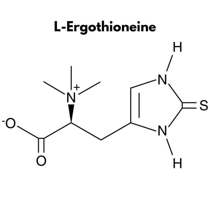 Ergothioneine: A Journey Through Science – From Discovery to Anti-Aging Powerhouse
