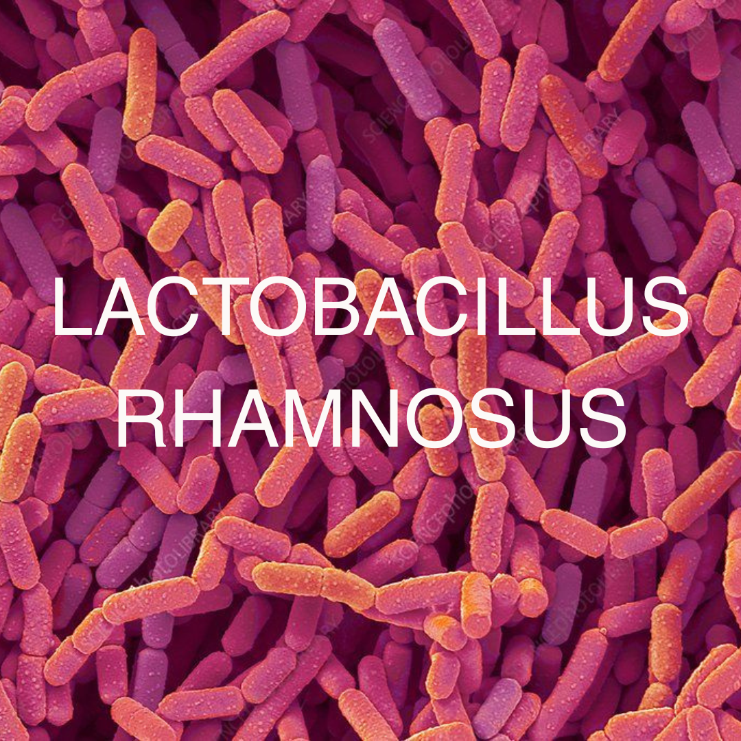 Lactobacillus rhamnosus: A Clinically Researched Probiotic for Gut, Immune, and Stress Resilience