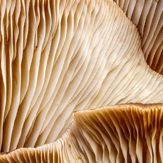 Ergothioneine: The Next-Generation Anti-Aging Molecule Outperforming Traditional Ingredients