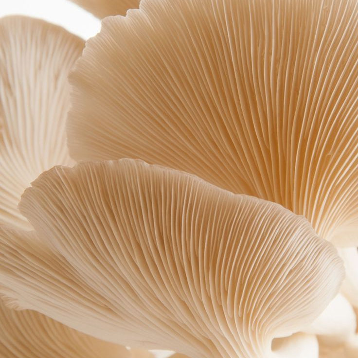 Ergothioneine: The Master Antioxidant You're Not Getting Enough Of