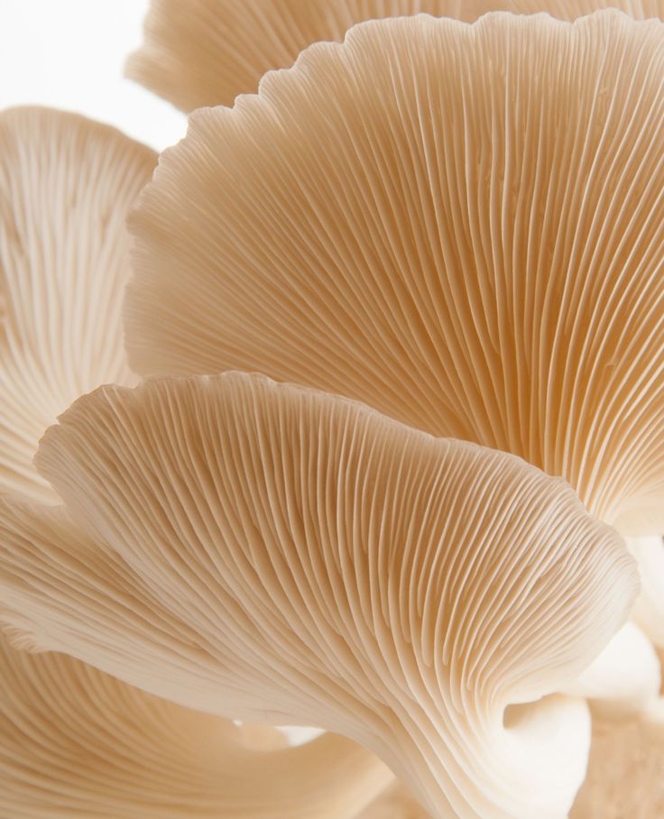 Ergothioneine: The Master Antioxidant You're Not Getting Enough Of