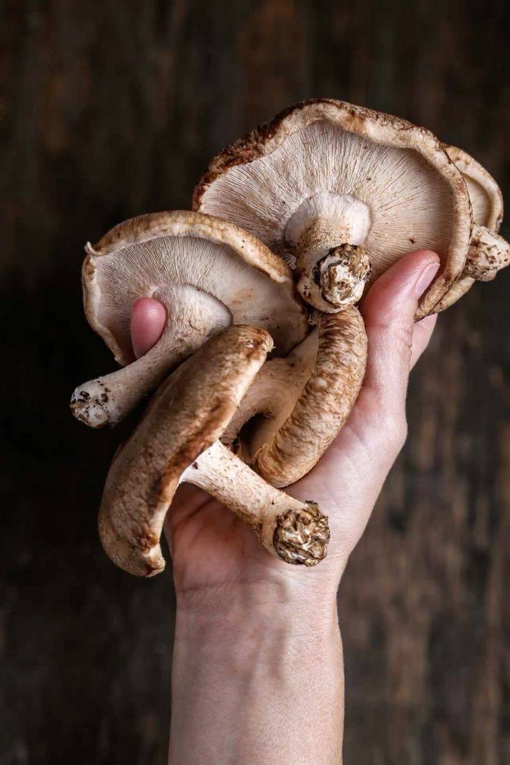 What Is Ergothioneine? The Complete Guide to the Longevity Antioxidant